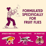 Aunt Fannie's FlyPunch Fruit Fly Trap for Indoor and Kitchen Use, Ready to Use, Made with Plant Based Ingredients, Safe Near Food, Each Bottle Lasts Up to 30 Days, Pack of 2