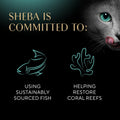 Sheba Perfect Portions Kitten Wet Cat Food Pate Chicken Entree and Salmon Entree, 2.6 oz. Twin-Pack Trays (12 Count, 24 Servings) (Pack of 2)
