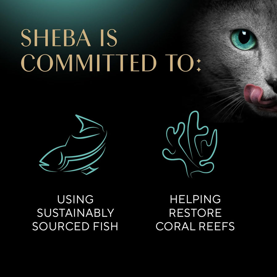 Sheba Perfect Portions Kitten Wet Cat Food Pate Chicken Entree and Salmon Entree, 2.6 oz. Twin-Pack Trays (12 Count, 24 Servings) (Pack of 2)