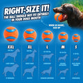 Chuckit! Dog Ball Launcher - Sport 12" with Medium (2.5"), Dog Fetch Ball Thrower, For Dogs 20-60 Pounds, Made in USA