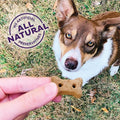 Old Mother Hubbard Wellness P-Nuttier Dog Biscuits, Natural, Training Treats, Peanut Butter Flavor, Mini Size, (6 Pound Box)