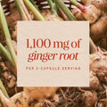 Nature's Way Ginger Root Capsules, 1100 mg, Vegan, Non-GMO, 240 Count