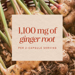 Nature's Way Ginger Root Capsules, 1100 mg, Vegan, Non-GMO, 240 Count