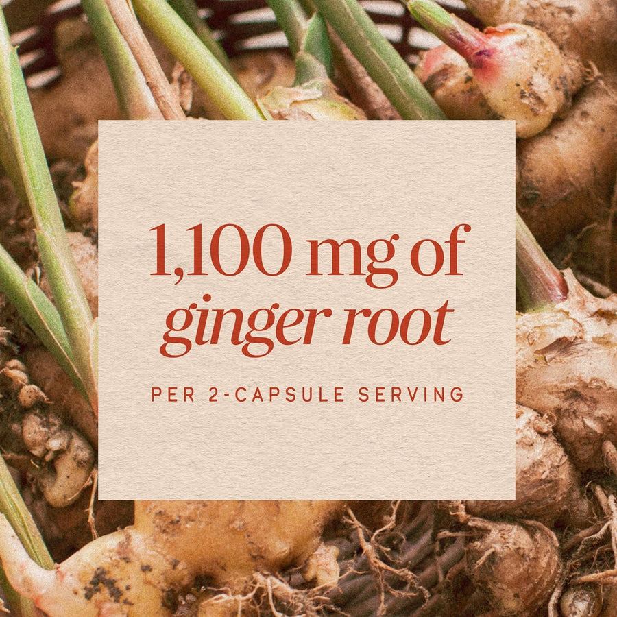 Nature's Way Ginger Root Capsules, 1100 mg, Vegan, Non-GMO, 240 Count